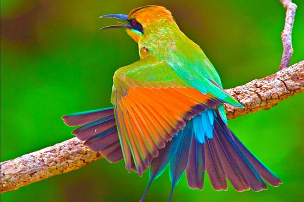 Beautiful Birds Wallpapers found in the world