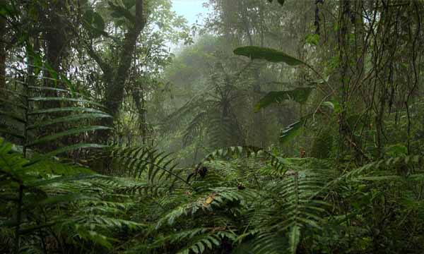 Top 10 Biggest Forests In The World