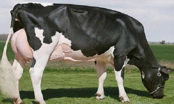 Top 10 Expensive Animals In The World