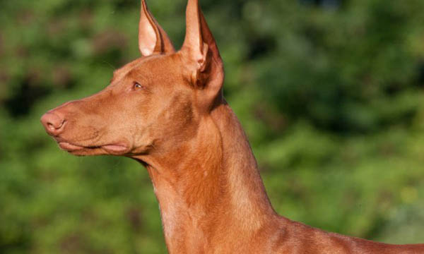 Top 10 Most Expensive Dog Breeds In The World