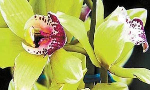 Top 10 Expensive Flowers In The World