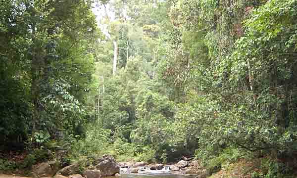Top 10 Biggest Forests In The World