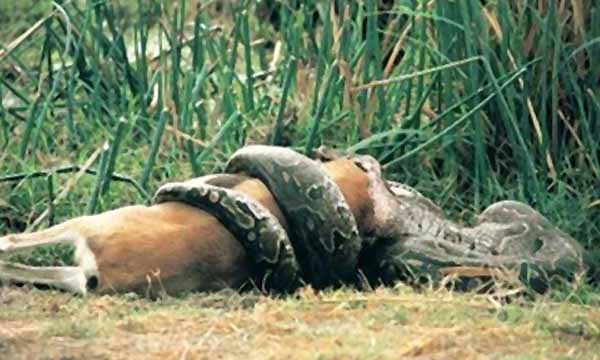 Top 10 Largest Snakes In The World