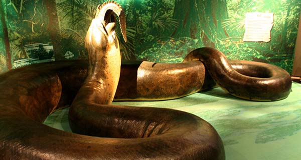 Top 10 Largest Snakes In The World