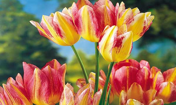 Top 10 Expensive Flowers In The World