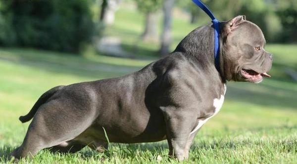 American Bully Extraordinary 10 Advanced Dog Breeds