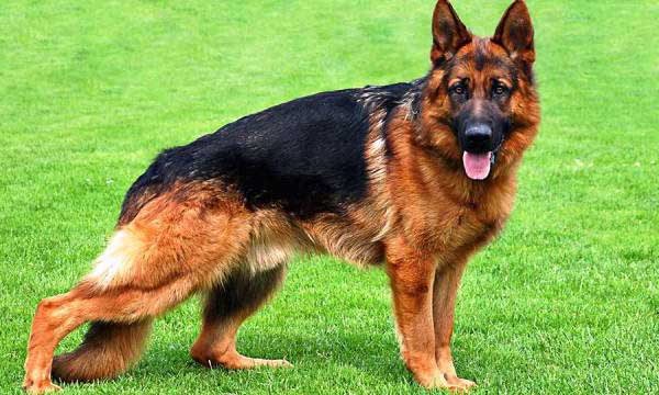 Top 10 Dangerous Dog Breeds In The world