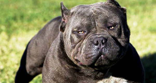 Top 10 Dangerous Dog Breeds In The world