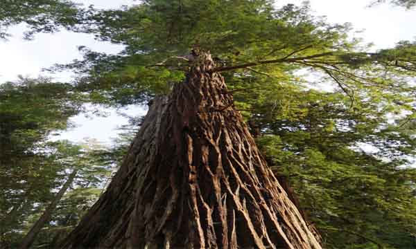 Top 10 Tallest Trees In The World - Longest Trees