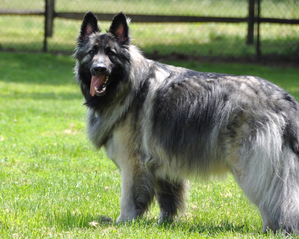 Shiloh Shepherds Top 10 Advanced Dog Breeds