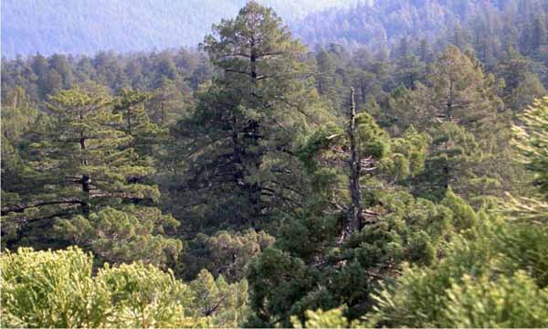 Top 10 Tallest Trees In The World - Longest Trees